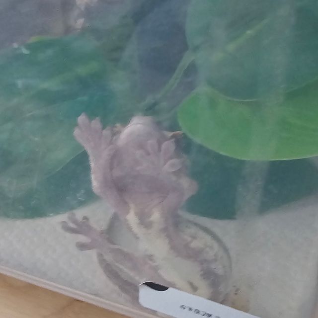 릴리화이트