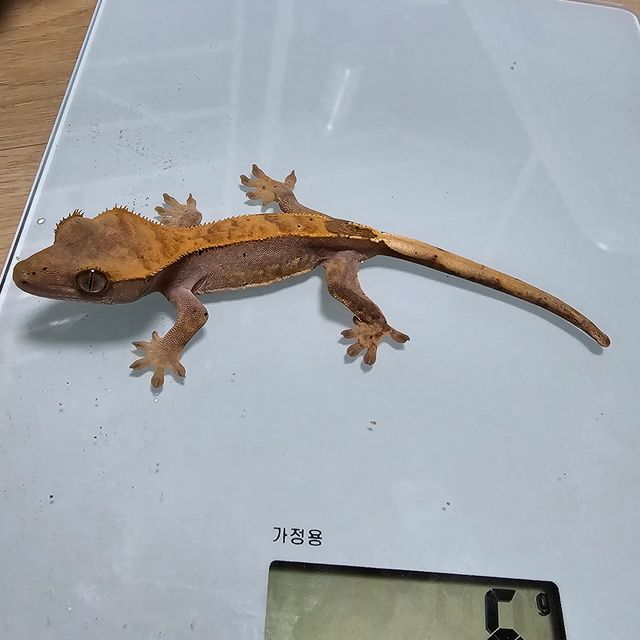 노멀