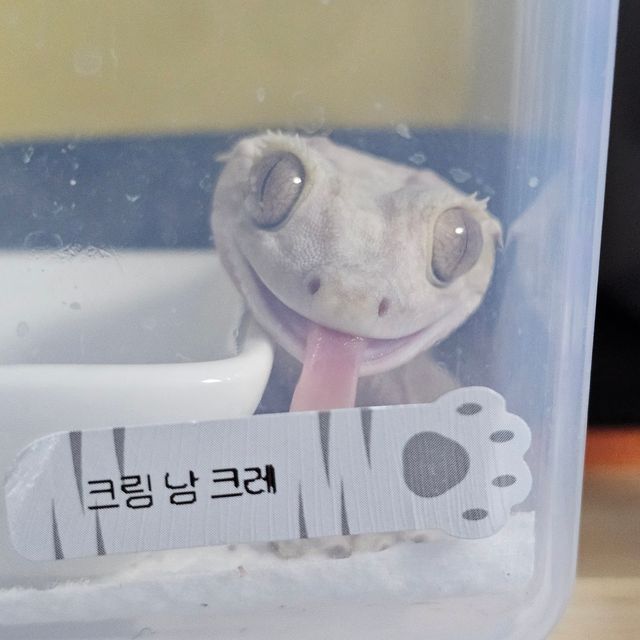 노멀