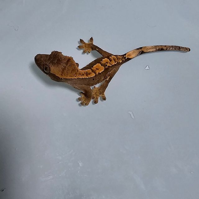 노멀