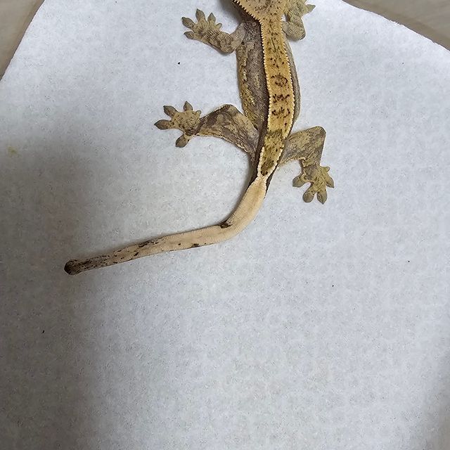 노멀