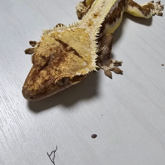 릴리화이트