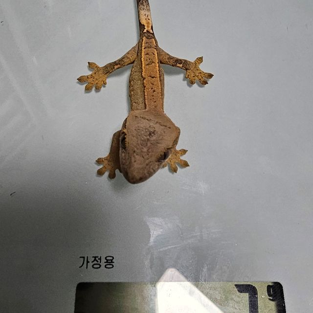 카푸치노