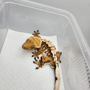 노멀 익스트림할리퀸 할리퀸 텐저린 트라이