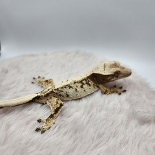 노멀