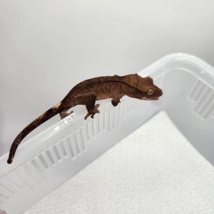 챠콜 카푸치노