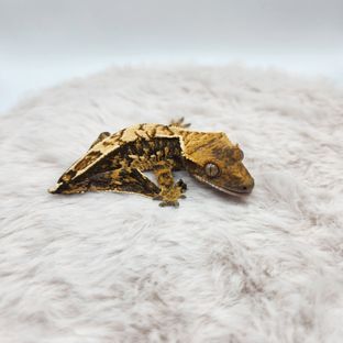 100%헷아잔틱