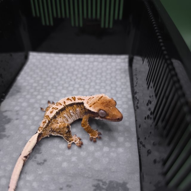 화이트크라운 화이트스팟 텐저린 드리피 노멀 트라이