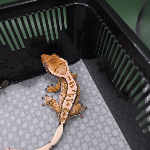 화이트크라운 화이트스팟 텐저린 드리피 노멀 트라이