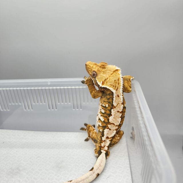 노멀 익스트림할리퀸 할리퀸 텐저린 트라이