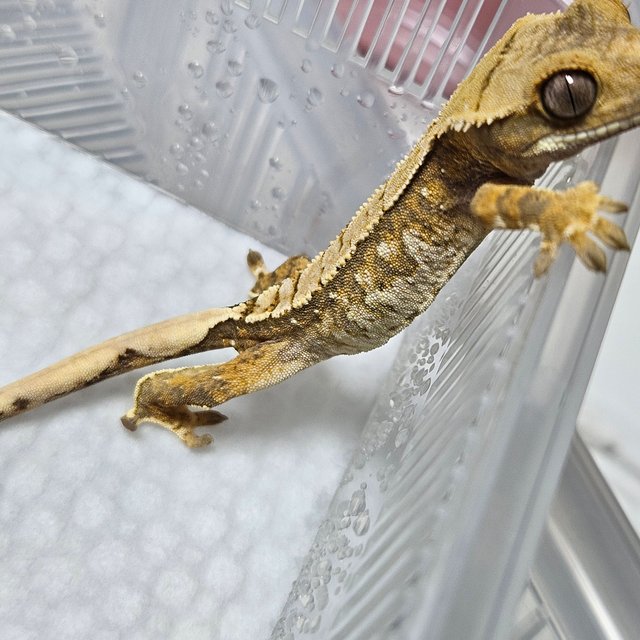 트라이 익스트림할리퀸