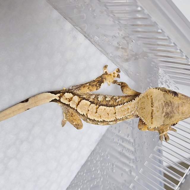 트라이 익스트림할리퀸