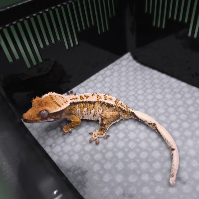 화이트크라운 화이트스팟 텐저린 드리피 노멀 트라이