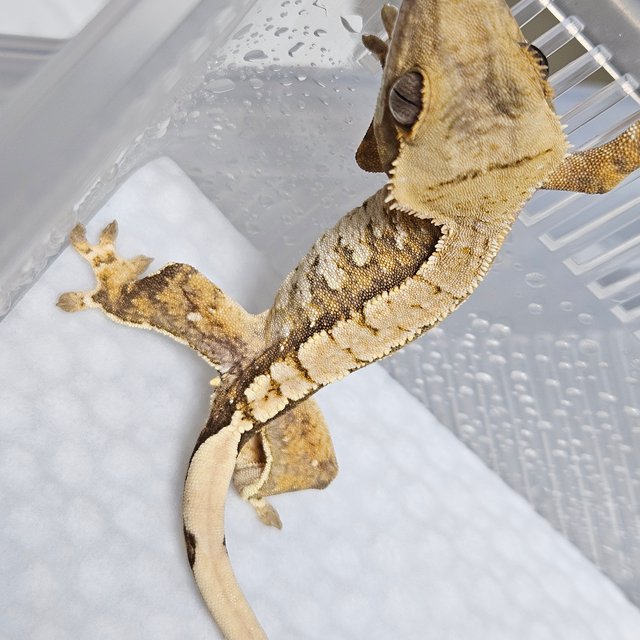 트라이 익스트림할리퀸