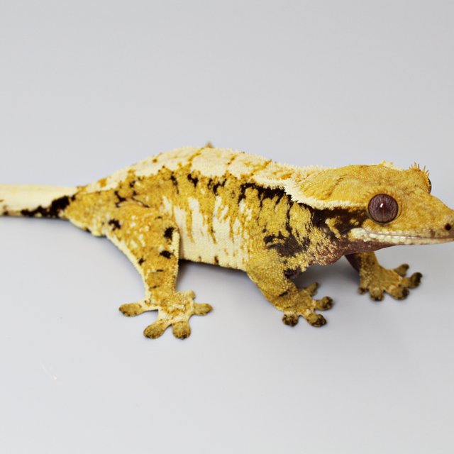 트라이 익스트림할리퀸 텐저린 화이트핀