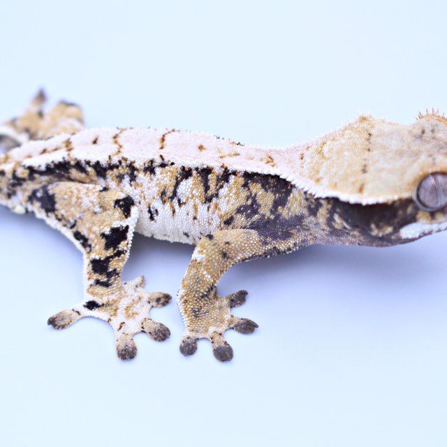 노멀 익스트림할리퀸 트라이 텐저린