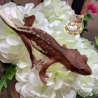 팬텀 프라푸치노