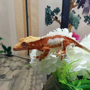 릴리화이트 레드 RCK