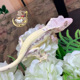 프라푸치노