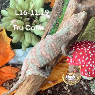 L16-11.19