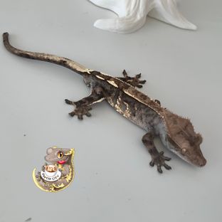 카푸치노