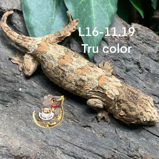 L16-11.19