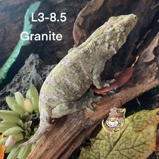 L3-8.5