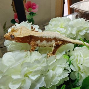 릴리화이트 레드 RCK