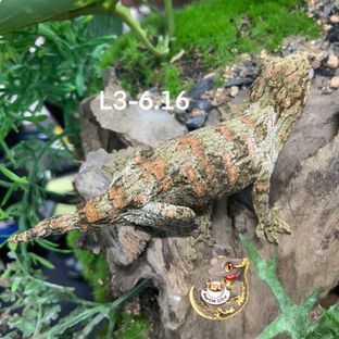 L3-6.16