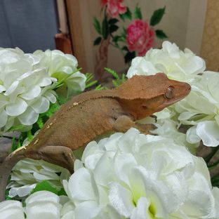 카푸치노 타이거 RCK