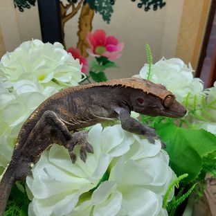 카푸치노 RCK