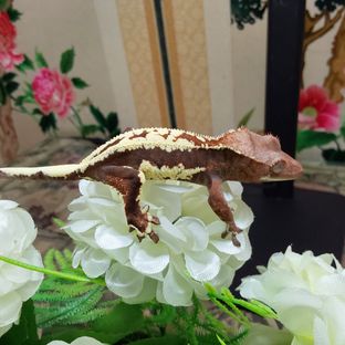 프라푸치노 RCK