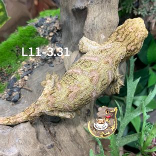 L11-3.31