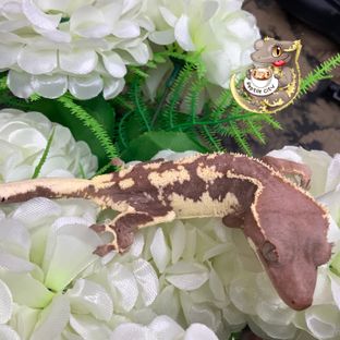 프라푸치노