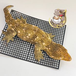 하키토 다스몰