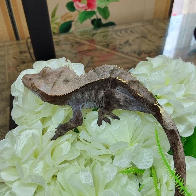 카푸치노 RCK