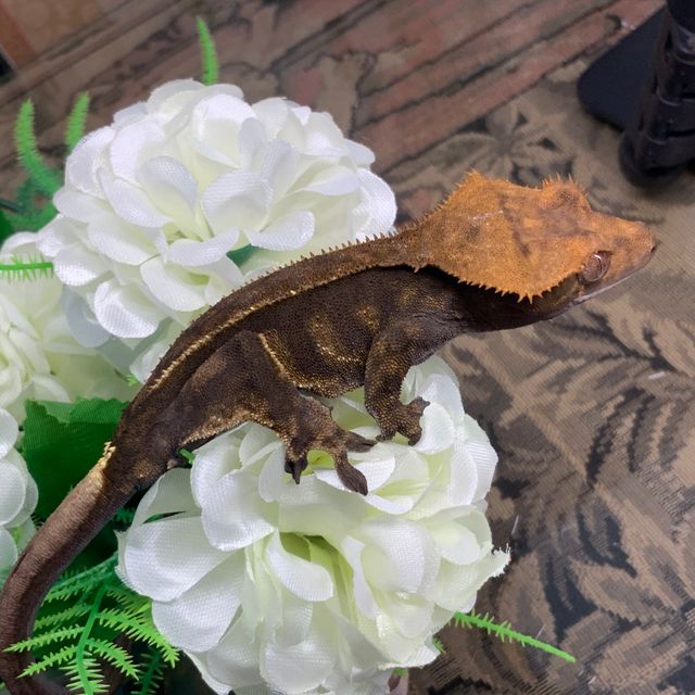엠티백 카푸치노