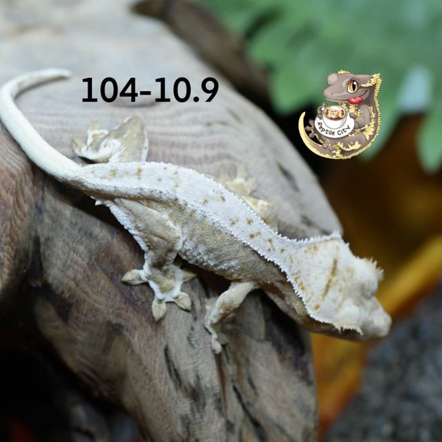 RCK 릴리화이트 100%헷아잔틱