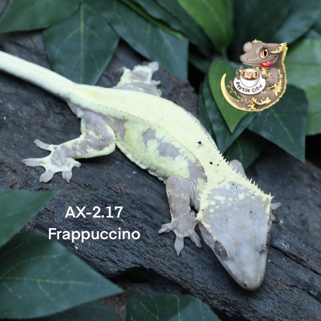 프라푸치노 RCK