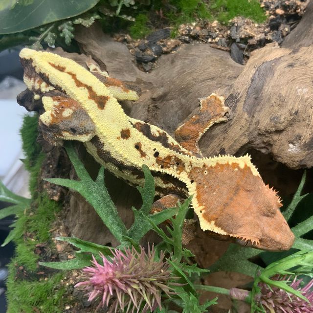 프라푸치노 RCK