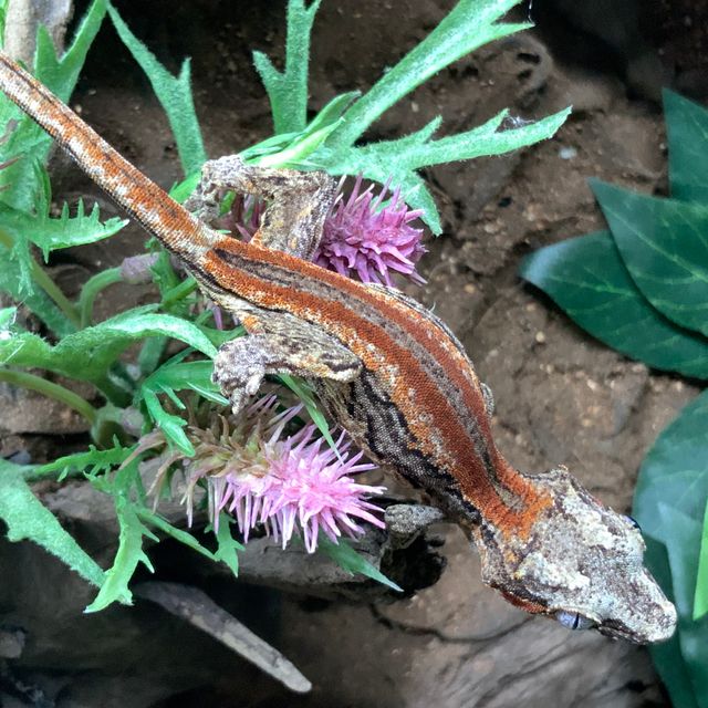 레드 스트라이프