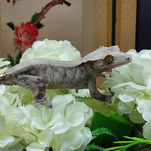 카푸치노