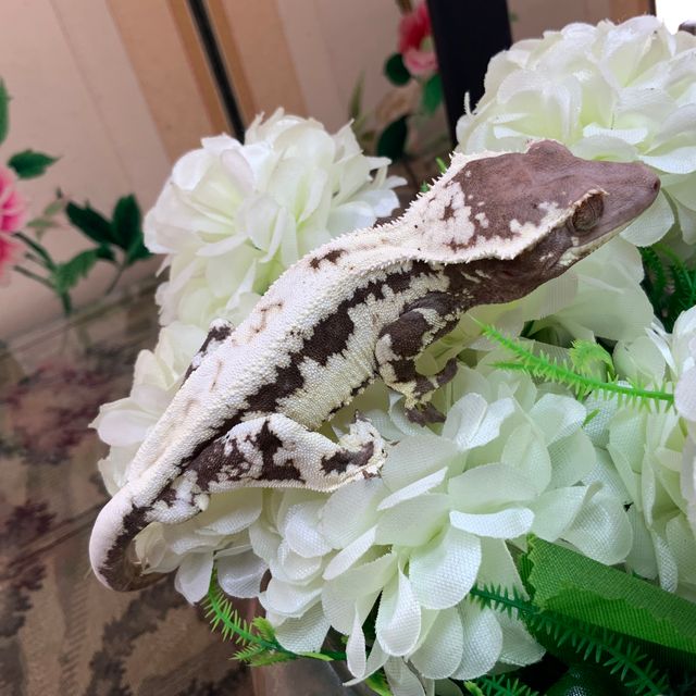 프라푸치노