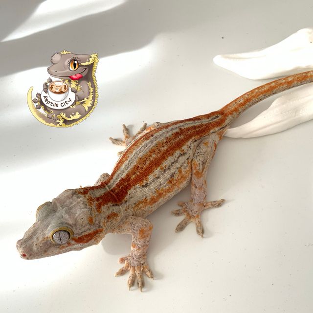 오렌지
