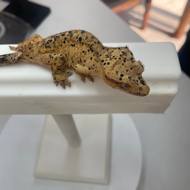 Dalmatian