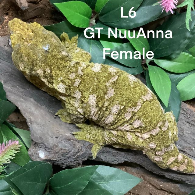 누아나