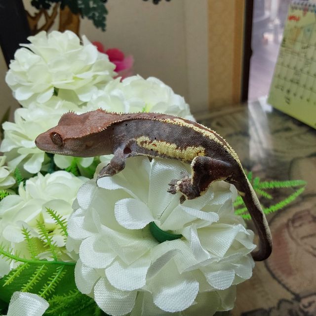 프라푸치노 RCK
