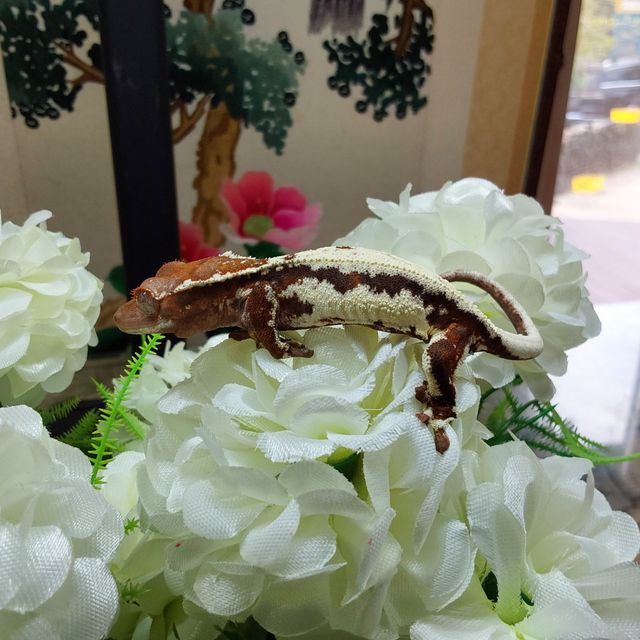 프라푸치노 RCK