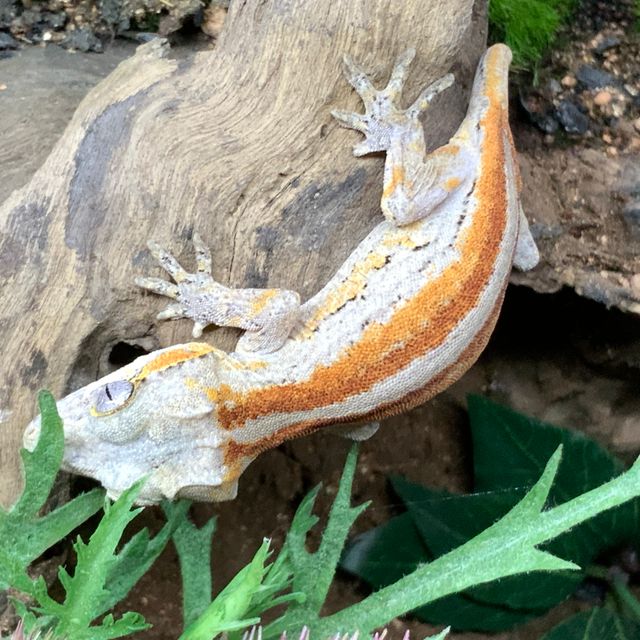 레드 스트라이프