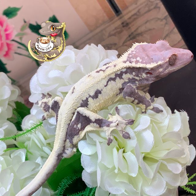 프라푸치노